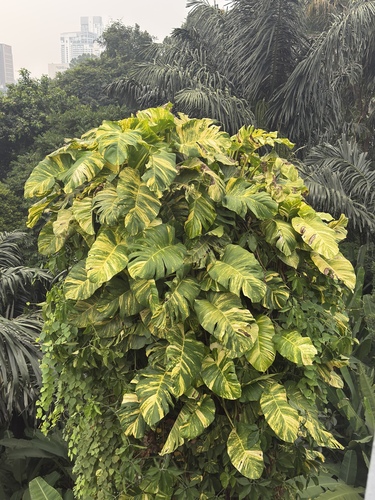 Golden Pothos