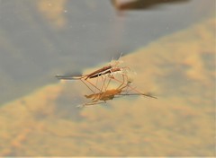 Limnoporus dissortis