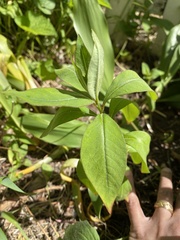 Lysimachia clethroides