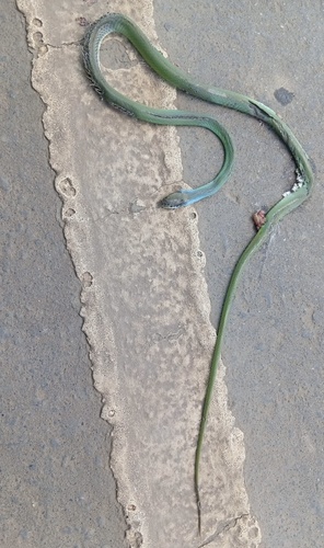 Lichtenstein's Green Racer
