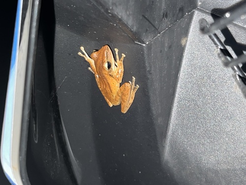 Common Southeast Asian Tree Frog