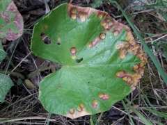 Puccinia