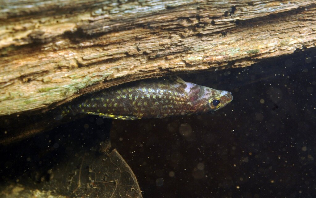 Melanocharacidium dispilomma