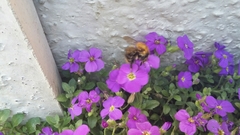 Bombus