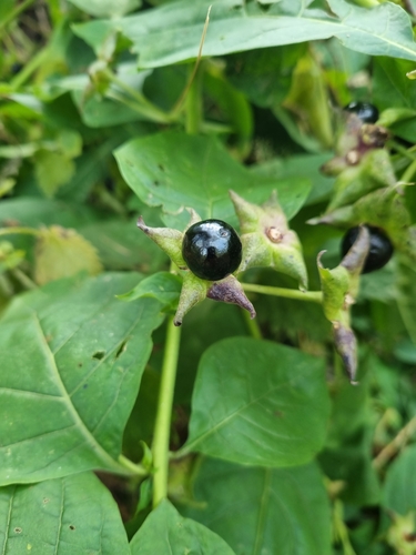 Deadly Nightshade