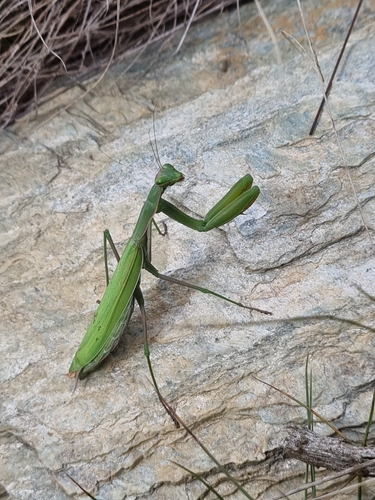European Mantis
