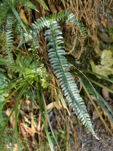 Polystichum hancockii observed 2026-09-22