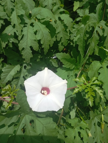 Alamo vine