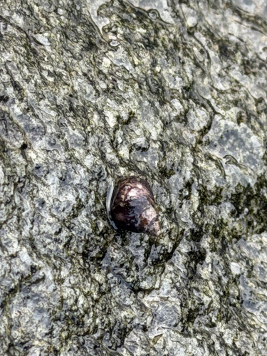 Littorina scutulata observed 2026-10-08