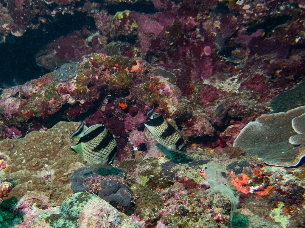 Asian Butterflyfish