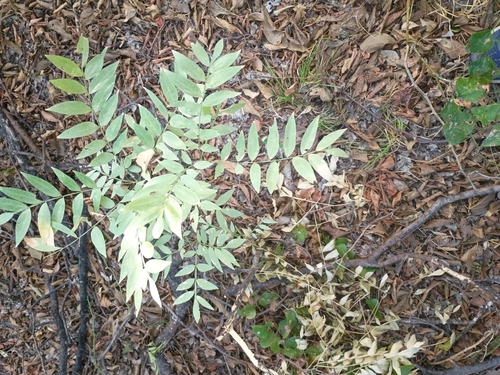 Western Soapberry