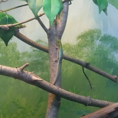Phelsuma klemmeri