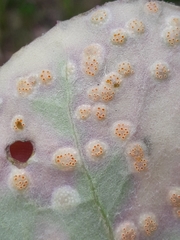 Puccinia