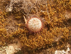 Mammillaria moelleriana