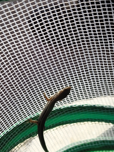 Little Brown Skink