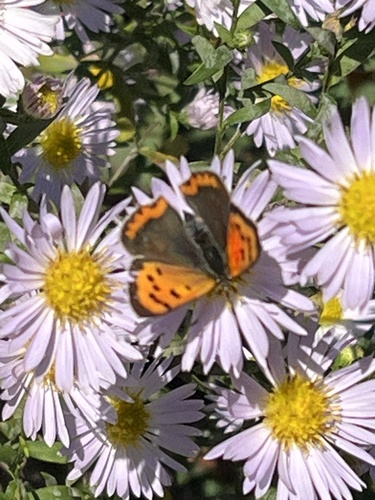 Small Copper