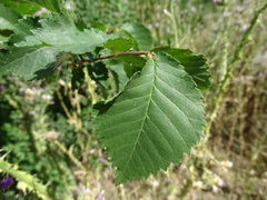 Ulmus minor