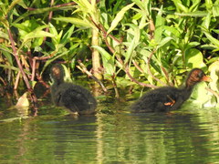 Gallinula galeata