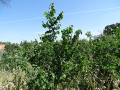 Ulmus minor