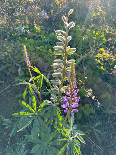 Large-leaved lupine