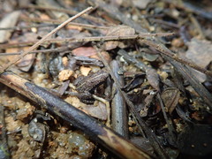 Sooglossus thomasseti