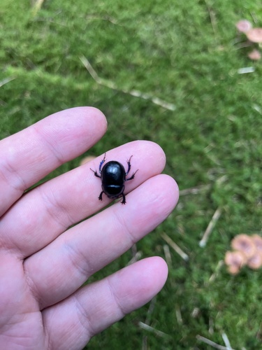 Woodland Dor Beetle