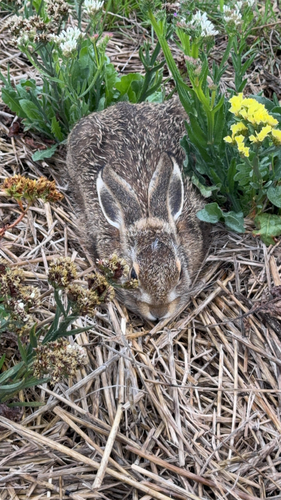Brown Hare