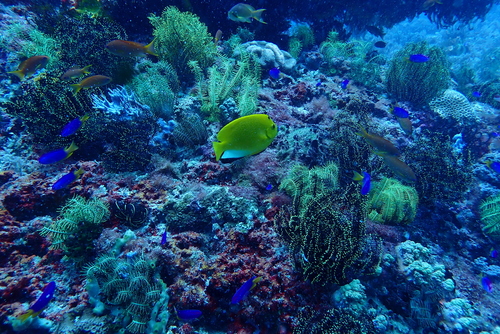 Apolemichthys trimaculatus observed 2026-09-28