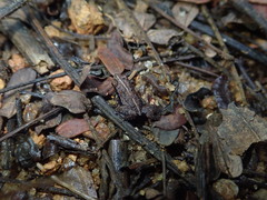 Sooglossus thomasseti