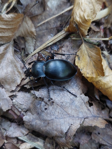 Smooth ground beetle photo 3