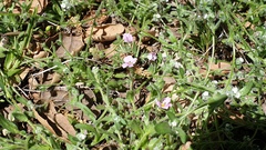 Linanthus orcuttii