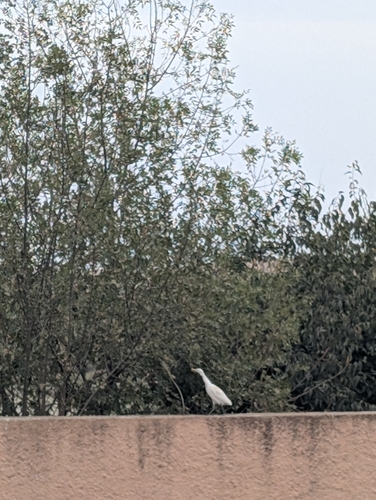 Western Cattle-Egret