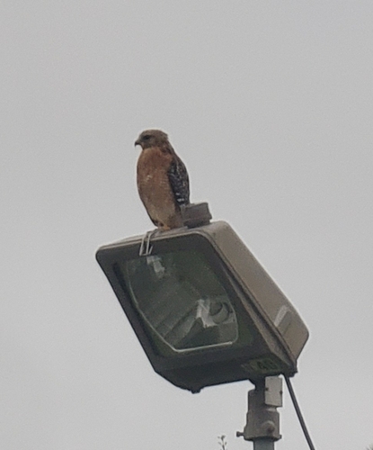 Red-shouldered Hawk