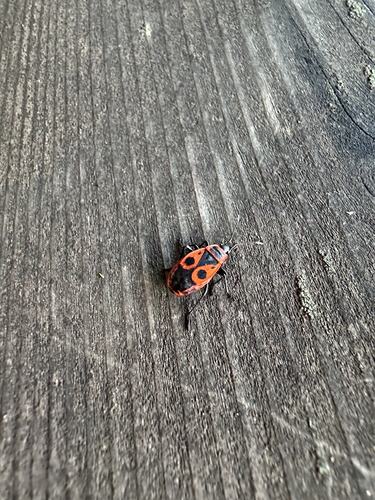 European Firebug