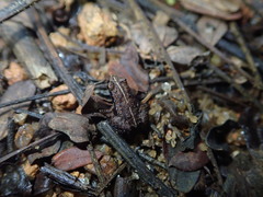 Sooglossus thomasseti