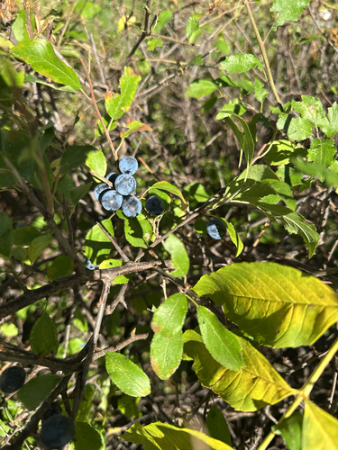 Blackthorn