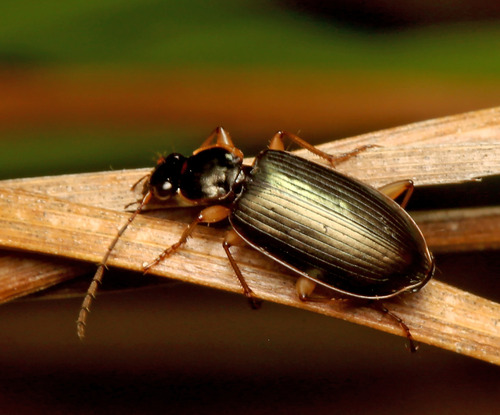 Notagonum, 2026-10-09