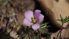 Linanthus orcuttii