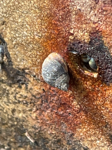 Littorina neritoides, 2026-10-09