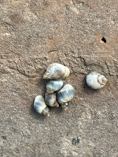 Littorina neritoides, 2026-10-09