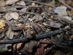 Sooglossus thomasseti