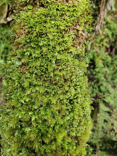 Pyrrhobryum spiniforme observed 2026-10-09