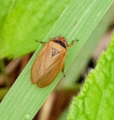 Prosapia plagiata