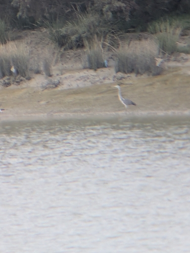 Grey Heron