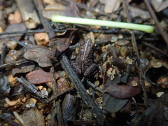 Sooglossus thomasseti