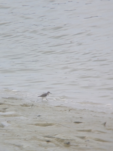 Common Sandpiper