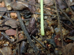 Sooglossus thomasseti