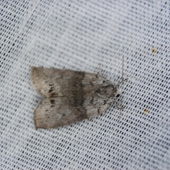 Polygrammate cadburyi