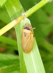 Prosapia plagiata