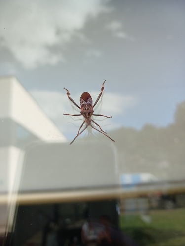 Western Conifer Seed Bug